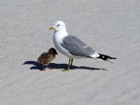Möwe mit Küken am Strand - Lofoten